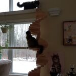 Awesome Cat Spiral Staircase Image 045