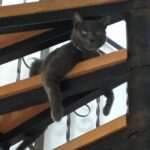 Most Creative Cat Spiral Staircase Picture 353