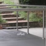 Popular Steel Balustrades And Handrails Image 951